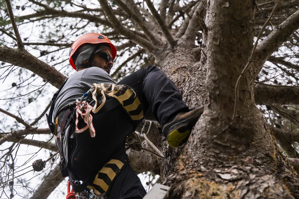 Lenk Tree Service professional tree care