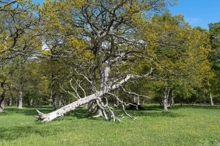 Downed tree lying in an open field, ready for removal by North Country outdoor services crews