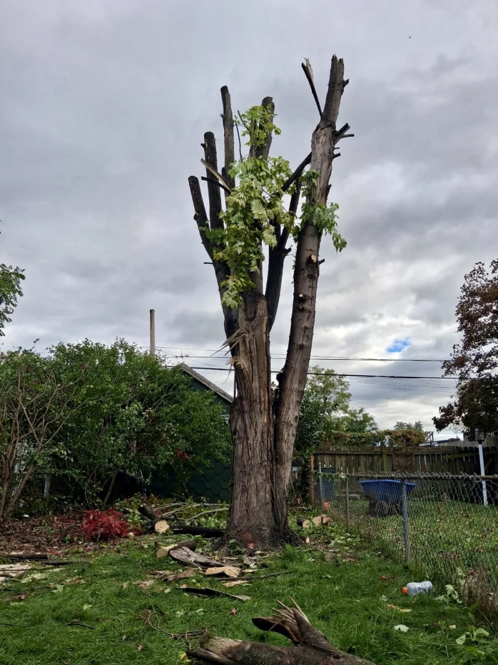 Split, cut-back maple trunk standing in a fenced backyard, waiting on tree removal services